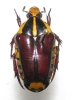 Campsiura abyssinica Mâle ou femelle
