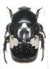 Spilophorus kolbei digennaroi Paratype mâle ou femelle