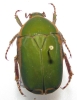 Pachnoda staehlini mâle ou femelle A1