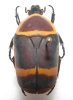 Pachnoda peregrina marginata male or female