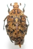 Niphetophora hidebrandti hildebrandti mâle ou femelle