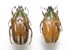 Gnathocera abyssinica pair