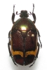 Plaesiorrhinella erythreana mâle ou femelle