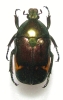 Plaesiorrhinella cinctuta molleti mâle ou femelle