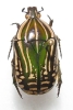 Rhabdotis sobrina aethiopica mâle ou femelle