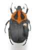 Pseudoclinteria infuscata mâle ou femelle forme de l'ouest