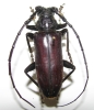 Neoplocaederus conradsi mâle ou femelle