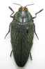 Steraspis fastuosa male or female