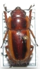 Prosopocoilus kirchneri female