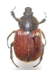 Myodermum rufipenne mâle ou femelle