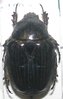Anoplocheilus (Diplognathoides) werneri noire A1 mâle ou femelle