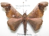 Micragone herilla (Westwood) male A-
