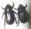Coenochilus costipennis couple A1