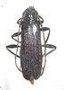 Xystrocera nigrita femelle ou mâle A1