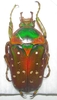 Stephanorrhina adelpha molleti mâle A1
