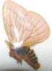 Paradirphia lasiocampa A1 male