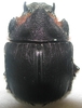 Heliocopris andersoni mâle moyen A1