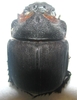 Heliocopris andersoni mâle mineur A1