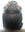 Heliocopris andersoni A1 small male