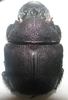 Heliocopris andersoni femelle A1