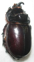 Coleopteres_de_France_et_paleartiques_French_and_Paleartic_coleoptera