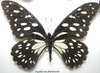 Papilio rex fanciscae mâle A- étalé