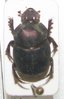 Onthophagus impurus mâle A1