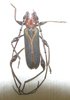 Cordylomera mourgliai ssp? mâle A1