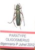 Oligosmerus digennaroi A1 PARATYPE