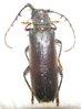 Hirtobrasilianus seabrai A1 male or female