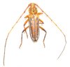 ceragenia bicornis A1 male or female