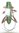 Monochroma ochreatum A1 male or female