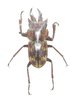 Auxicerus platyceps mâle A1  16 + mm