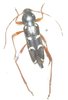 Isotomus speciosus mâle A1