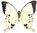 Papilio dardanus antinorii mâle A1