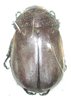 Spodochlamys caesarea A1 male or female
