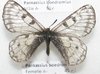Parnassius boedromius femelle A-