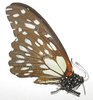 Papilio rex comixtus mâle A1