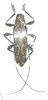 Colobothea bicuspidata A1 male or female