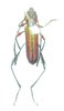 Helymaeus pretiosus A1 male or female