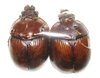 Bolbaffer abyssinicus couple A1