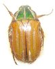 Gnathocera abyssinica mâle A1