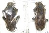 Phrynetopsis fuscicornis A1 pair
