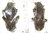 Phrynetopsis fuscicornis A1 pair
