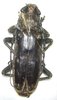 Taurotagus griseus mâle A1/A- 55+ mm