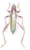 Chromalizus leucorrhaspis septentrionalis mâle ou femelle A1
