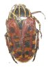 Lophorrhina quinquelineata mâle A1
