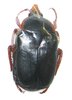 Anisorrhina palliata A1 male black form