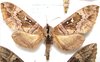 Lophostethus negus mâle A1/A-