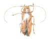 Prosopocera (Alphitopola) pallida femelle A1/A-